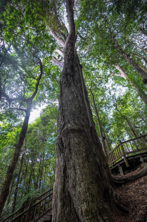 了解海南热带雨林 20240622264932d48d614241addf1acf24fc5dd7_20240622139715df38d14086839c1ca83a42e1b2.jpg